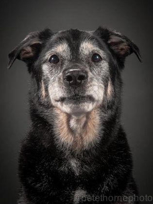 labrador noir croisé de 16 ans