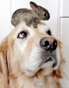 lapin avec un chien