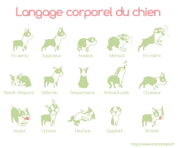 langage corporel du chien