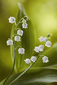 Muguet