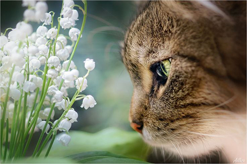 Résultat de recherche d'images pour "photos muguet"