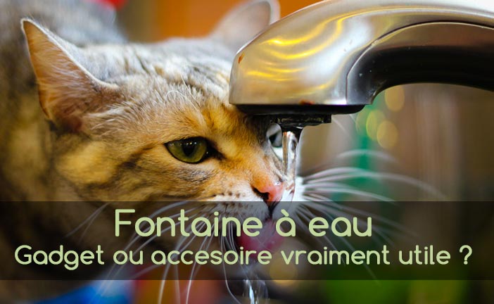 Fontaine à Eau Pour Chat : Nos Conseils - Chatounette