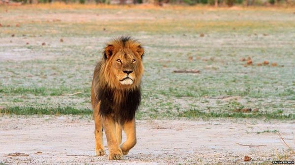 Cecil le lion à la crinière noire