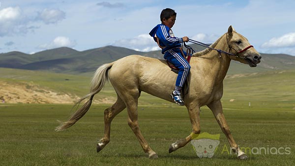 Cheval Mongol au Naadam