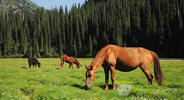 Chevaux en Mongolie