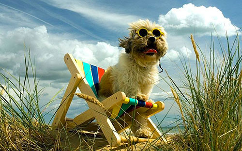 Plages autorisées aux chiens