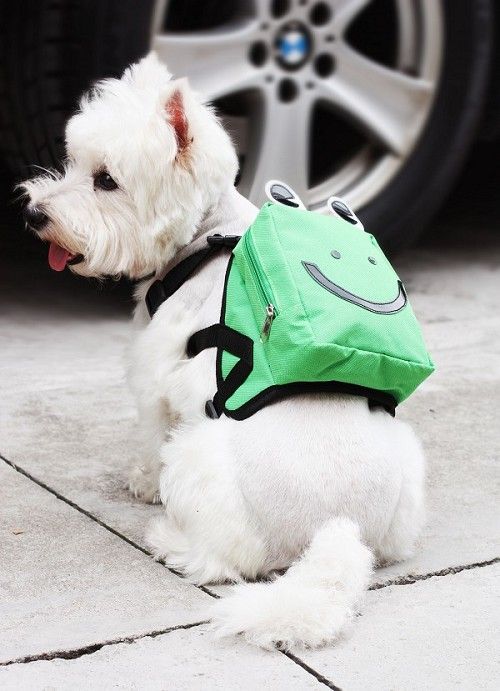 Chien prêt pour la rentrée