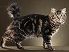 American Bobtail