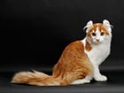 American curl