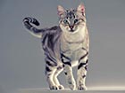 American shorthair