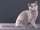 British shorthair