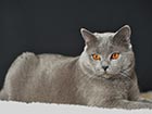 Chartreux