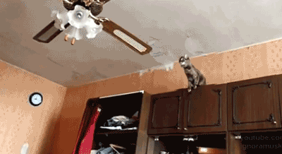 Chat qui saute sur un ventilateur de plafond