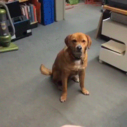 Ce chien qui ne sait pas attraper un frisbee