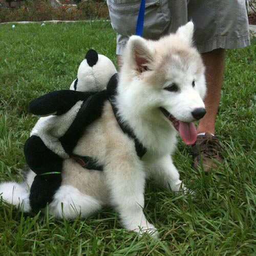 Chien prêt pour la rentrée