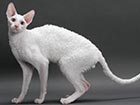 Cornish rex