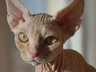 Devon Rex