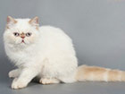 Exotic Shorthair