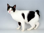 Japanese Bobtail