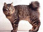 kurilian bobtail