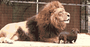 Teckel ami avec un lion