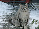 Maine Coon