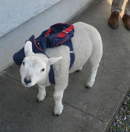 Mouton prêt pour la rentrée