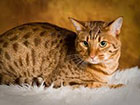 Ocicat
