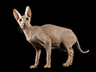 Peterbald