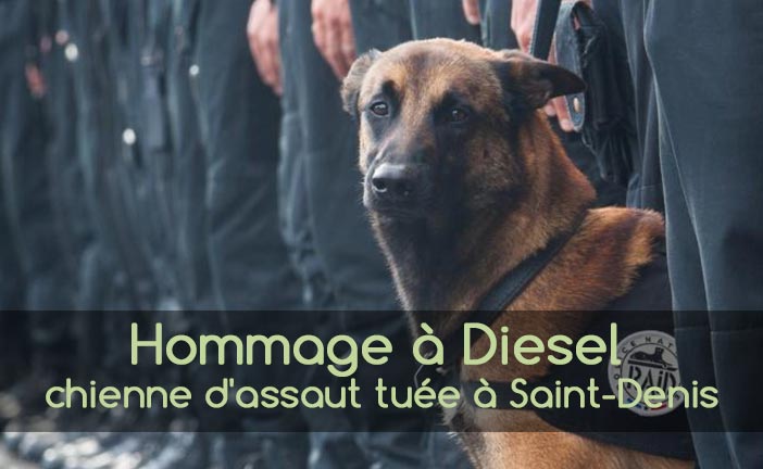 Diesel chienne d'assaut du Raid tuéeà Saint Denis