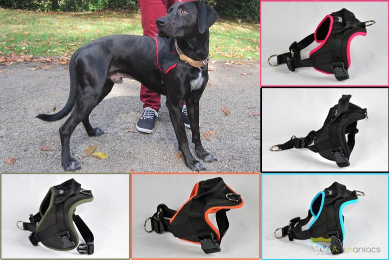 Test : Multi Harnais Animali - Harnais pour chien