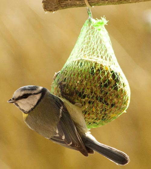 Boule de graisse à la graine pour oiseaux