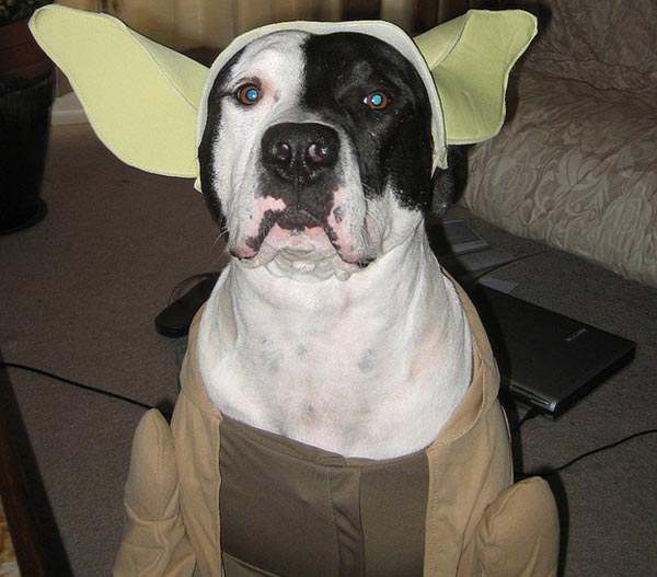 chien star wars 11