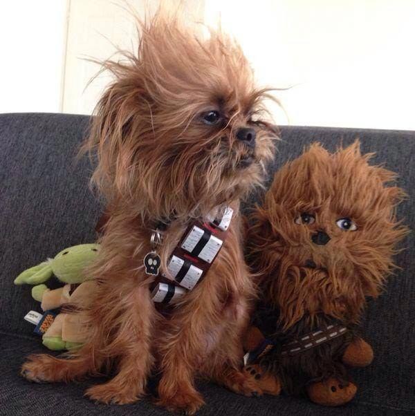 chien star wars 12