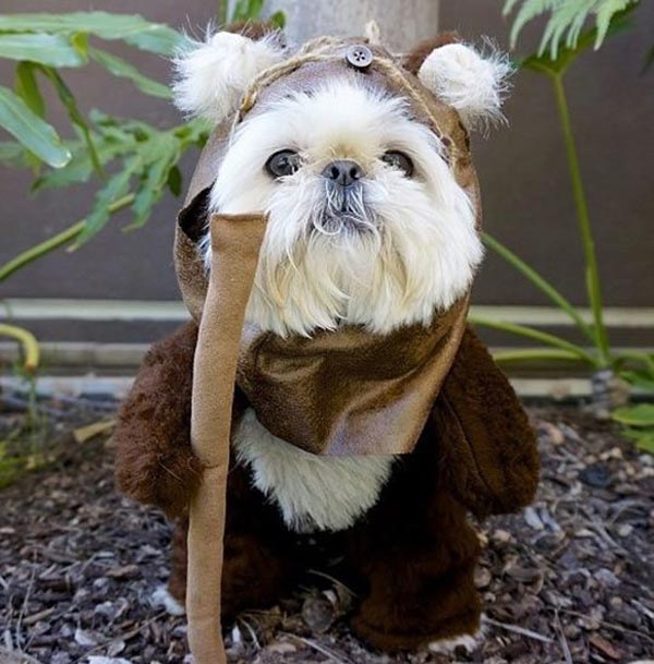 chien star wars 13