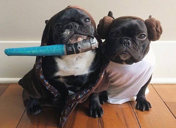 chien Star Wars 14