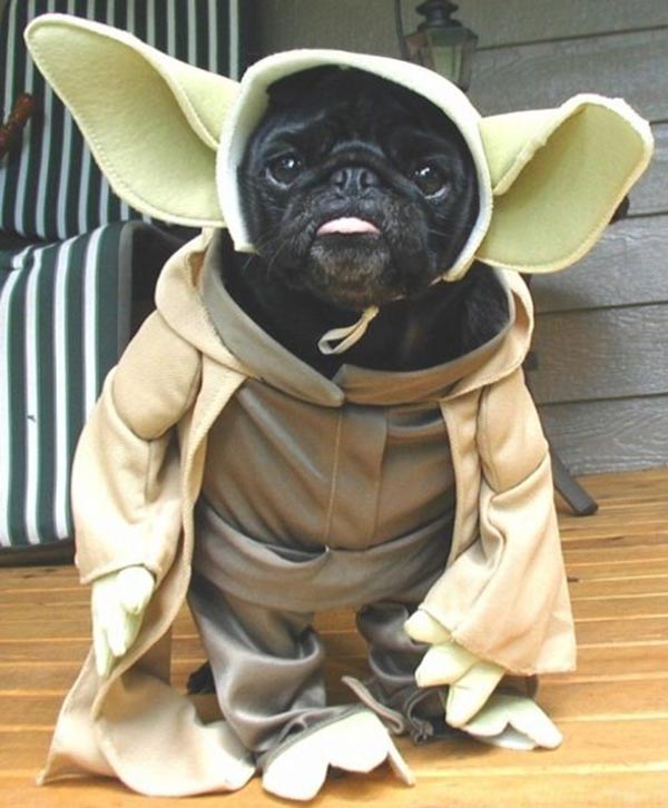 chien star wars 15