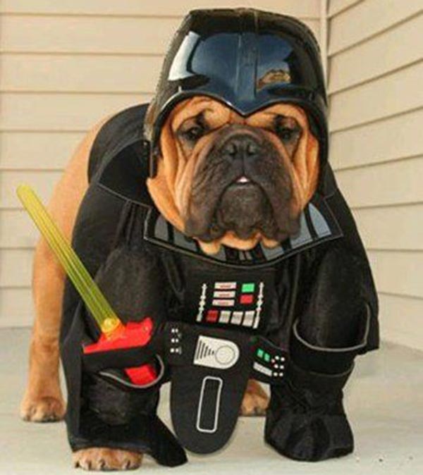 chien Star Wars 3