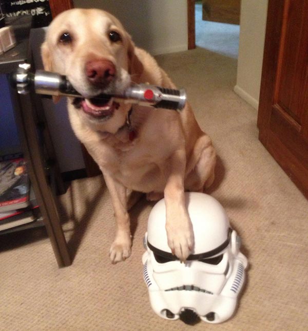 chien Star Wars 4