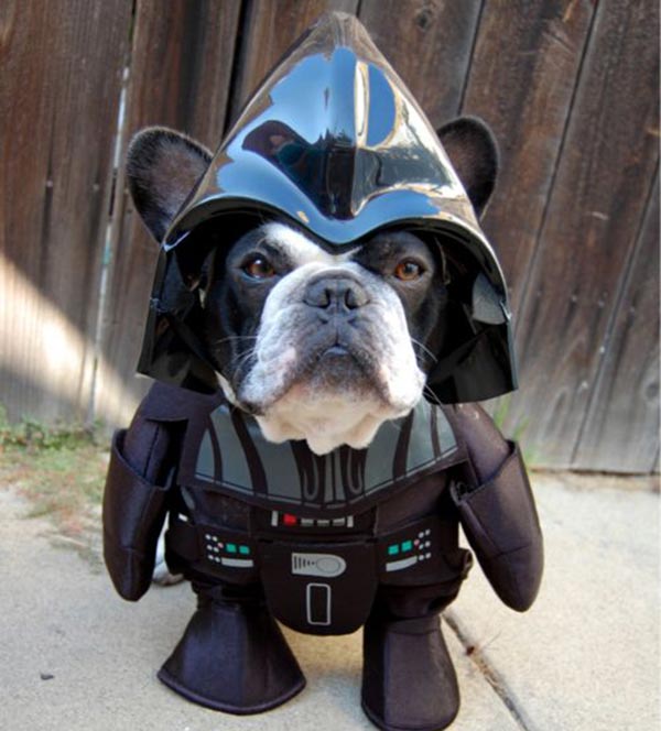 chien Star Wars 5