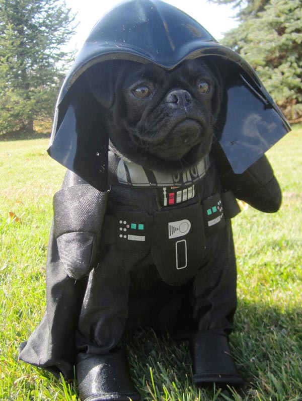 chien star wars 7