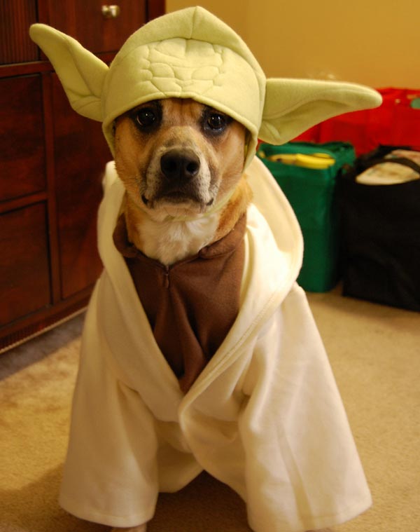 quel animal est yoda