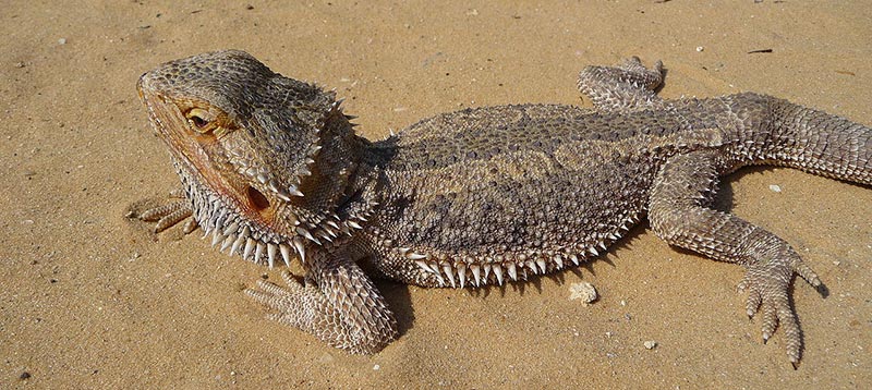 pogona vitticeps