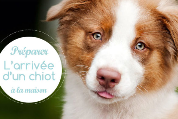 Faire garder son chien pour les vacances : les solutions Faire garder son chien pour les vacances : les solutions