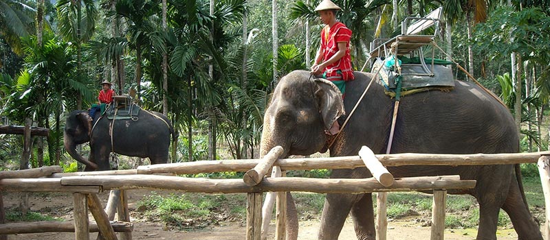 balade à dos d'éléphant