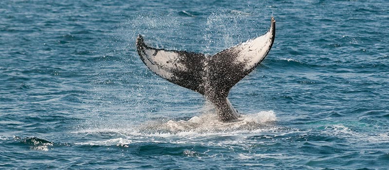 baleine Sri Lanka