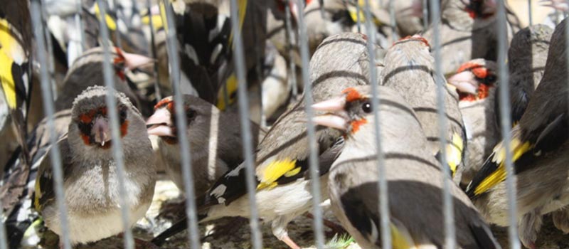 Oiseaux en cage