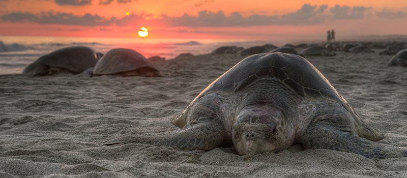 Tortue de mer