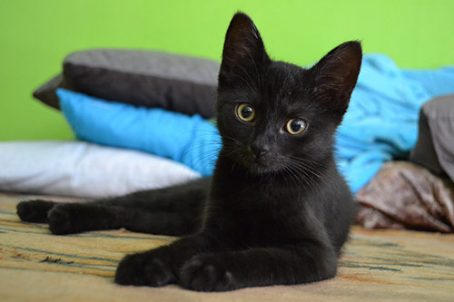 Maine Coon: Noir et blanc  Chatons Photos. Images de fond d'écran gratuits, 