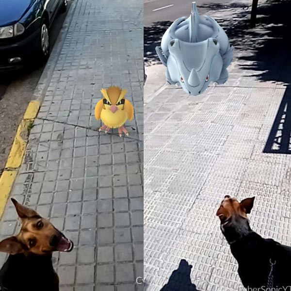 pokLes animaux voient les pokemons